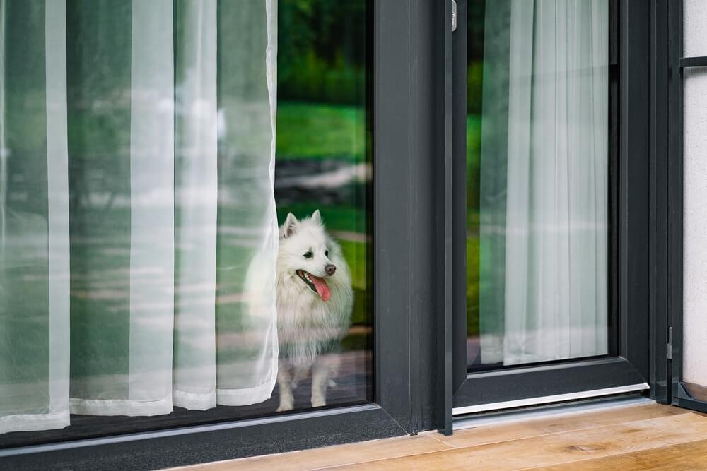 Pomeranian dog standing behind the window.